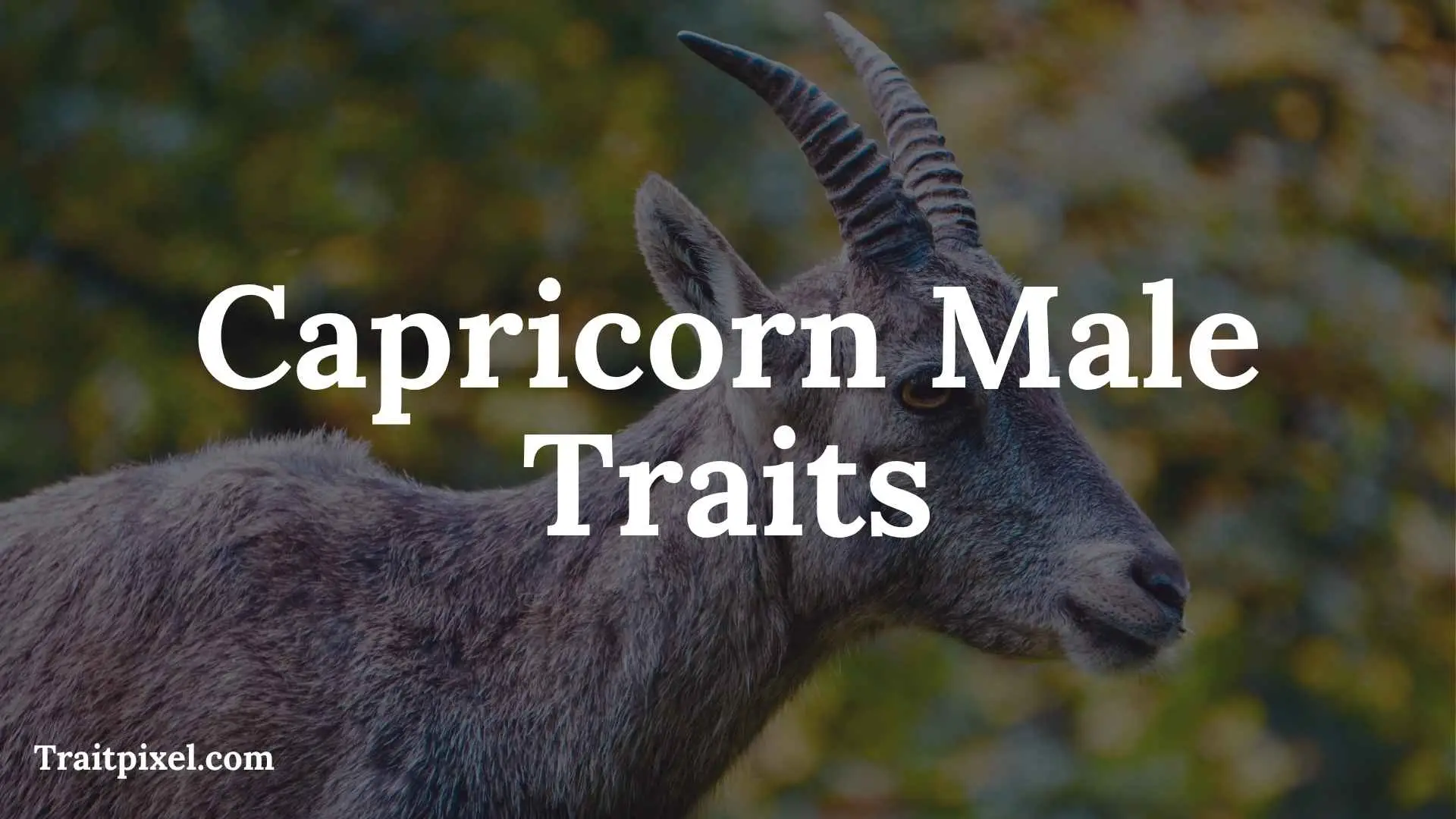 Capricorn Male Traits: Personality, Strengths, Weaknesses, Love, Career, and More
