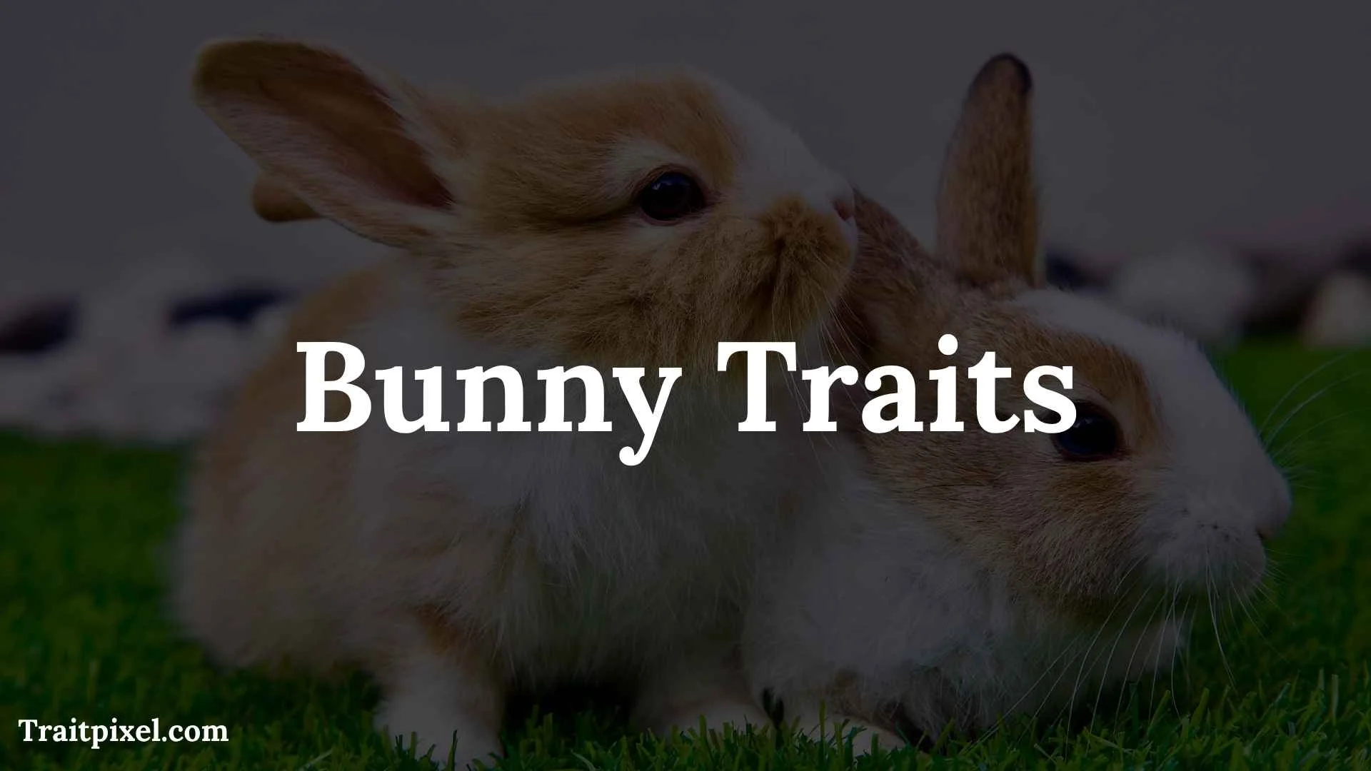 bunny traits