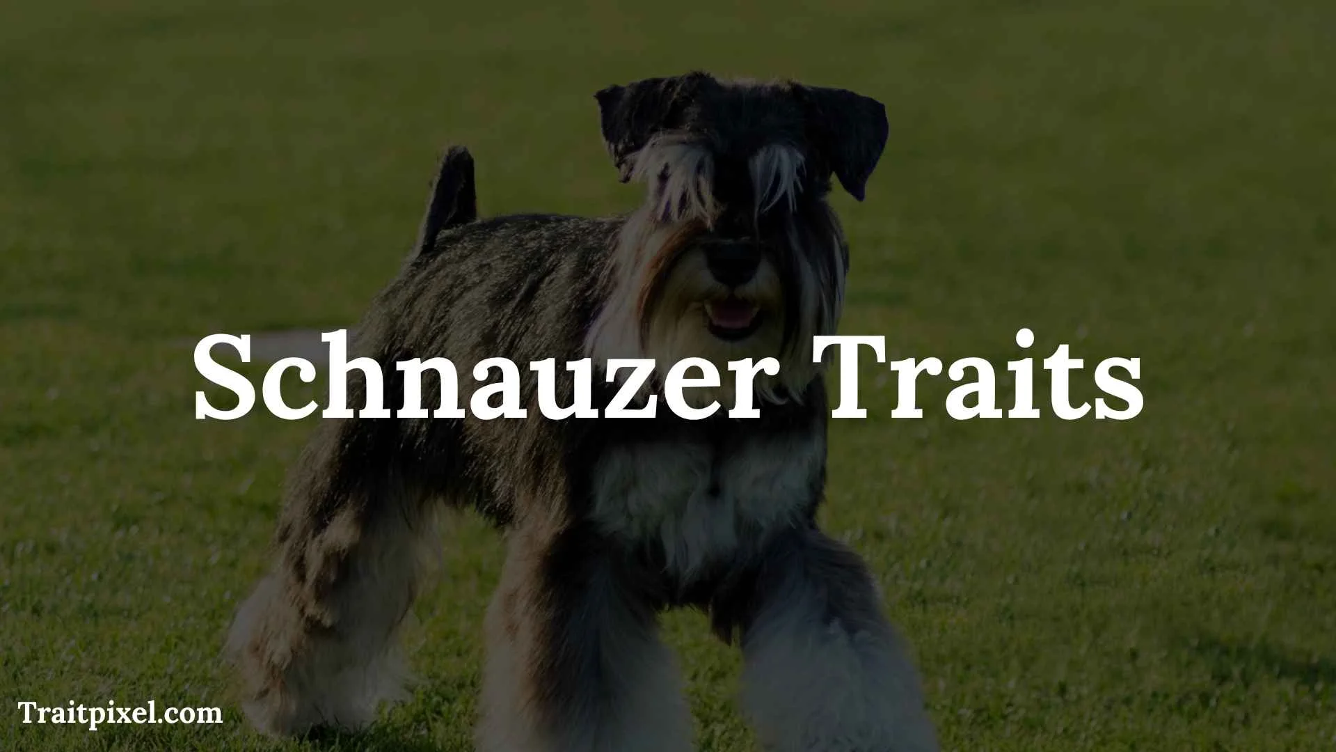Schnauzer Traits: Personality, Temperament, Behavior, Strengths, and Care Needs